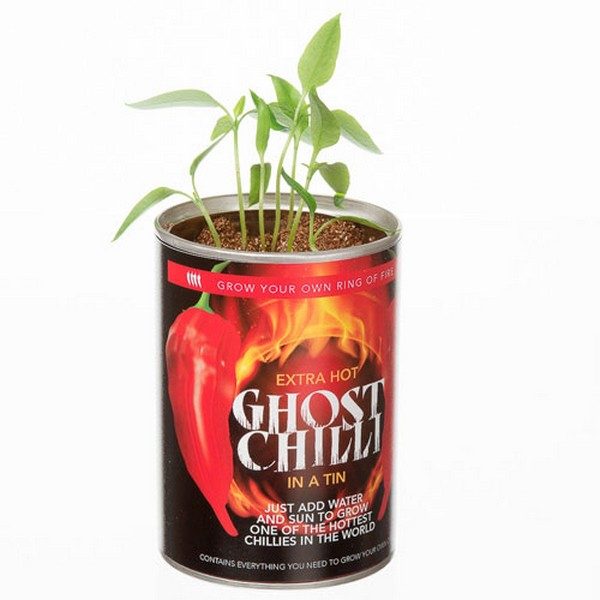 grow_your_own_ghost_chilli