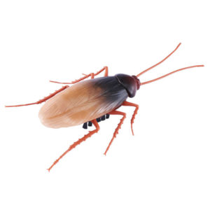 Robo Alive Cockroach - Image 4