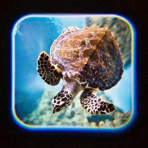 Ocean Projector Torch - Image 7