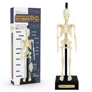 Tabletop Anatomical Skeleton